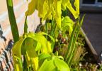 Comment polliniser les fleurs de Sarracenia ?